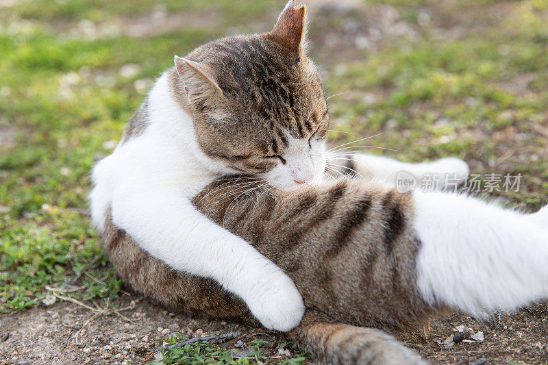 流浪猫在街上休息