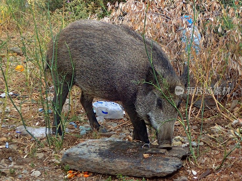 野猪在垃圾堆里吃东西