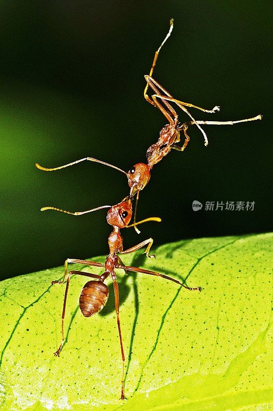 蚂蚁抬着死蚂蚁。