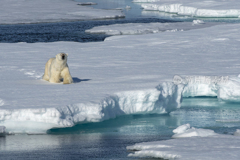 行走在冰岛斯瓦尔巴群岛冰面上的北极熊