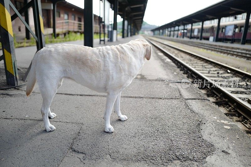 拉布拉多寻回犬