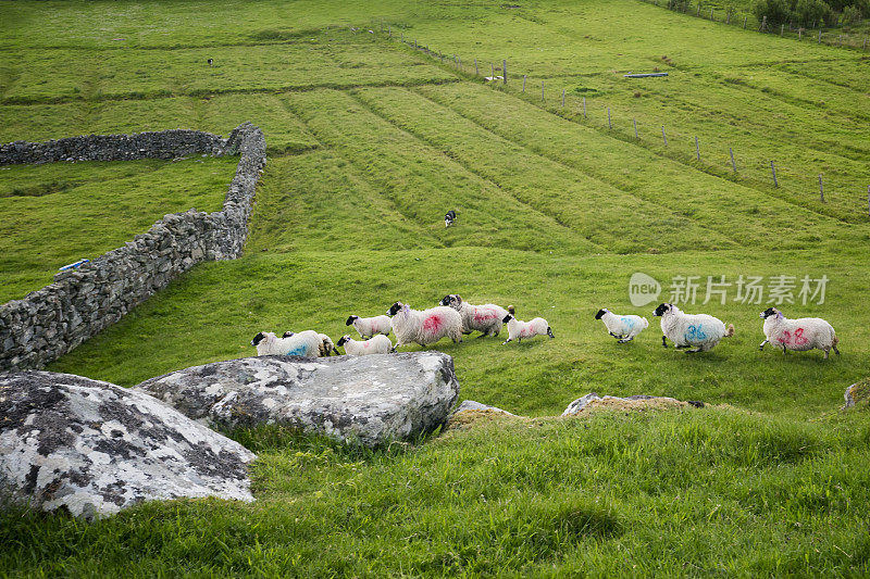 一群绵羊在苏格兰的牧场上奔跑