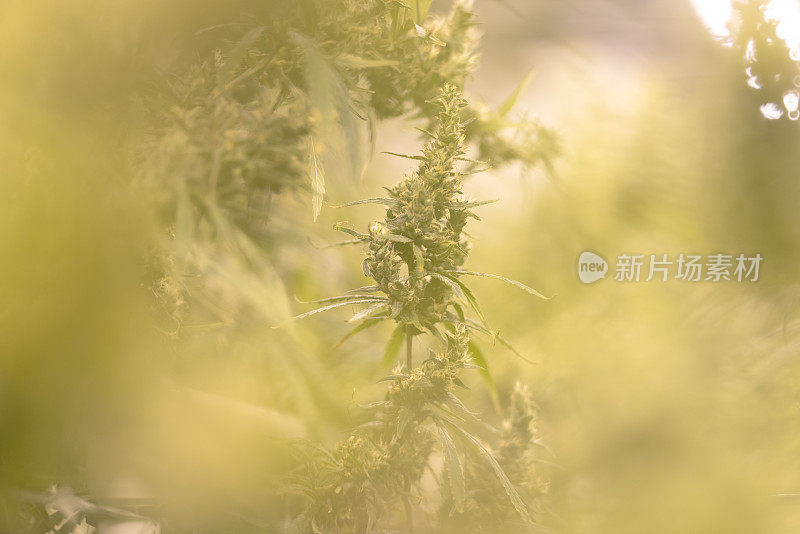 大麻植物在一个种植设施库存照片