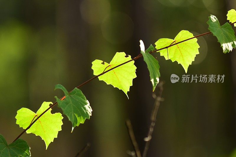 葡萄藤上有三片背光的葡萄叶子，前景是有阴影的叶子