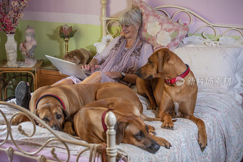 一位老人和她的三只脊背犬同睡一张床，同时在电脑上工作。