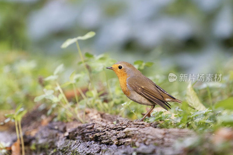 罗宾(红心rubecula)