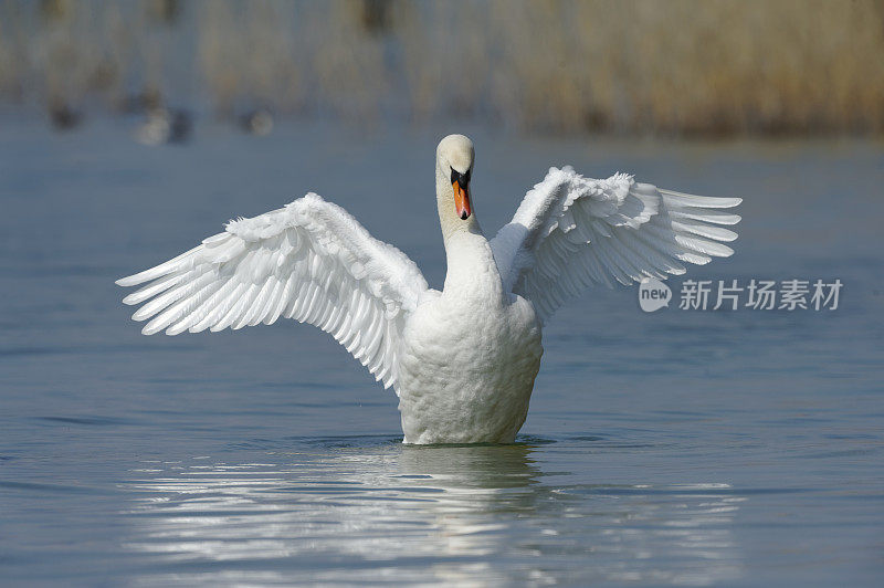 疣鼻天鹅(天鹅色)