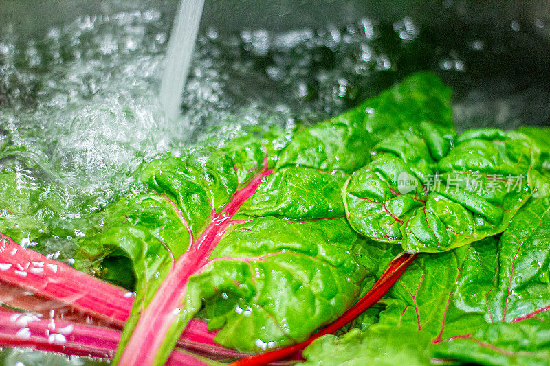 农场新鲜的瑞士甜菜菠菜浸泡在厨房水槽的清洁自来水下准备烹饪健康的晚餐微距特写细节拍摄