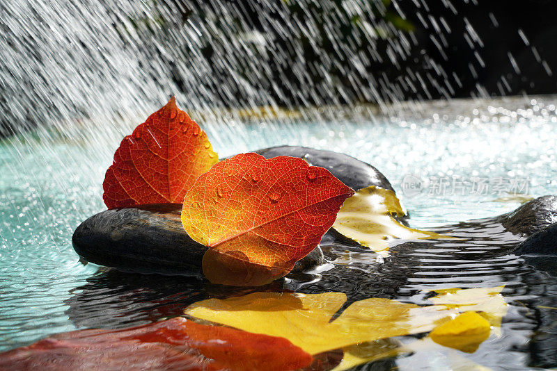 雨水里的红叶