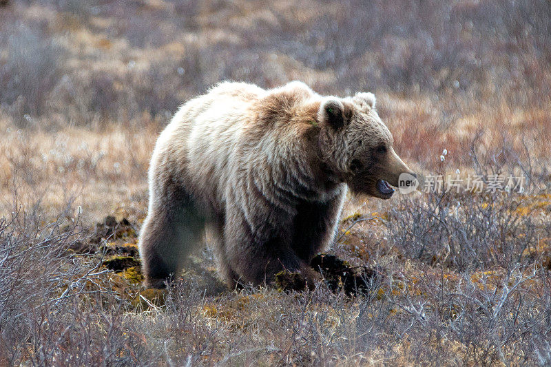 在美国阿拉斯加州萨维奇河的山上觅食的灰熊