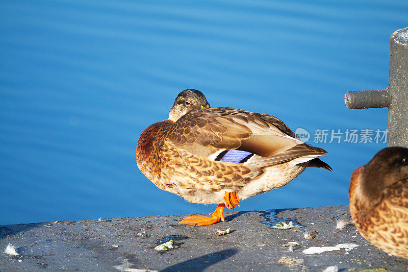 埃森鲁尔，一只鸭子单腿站立