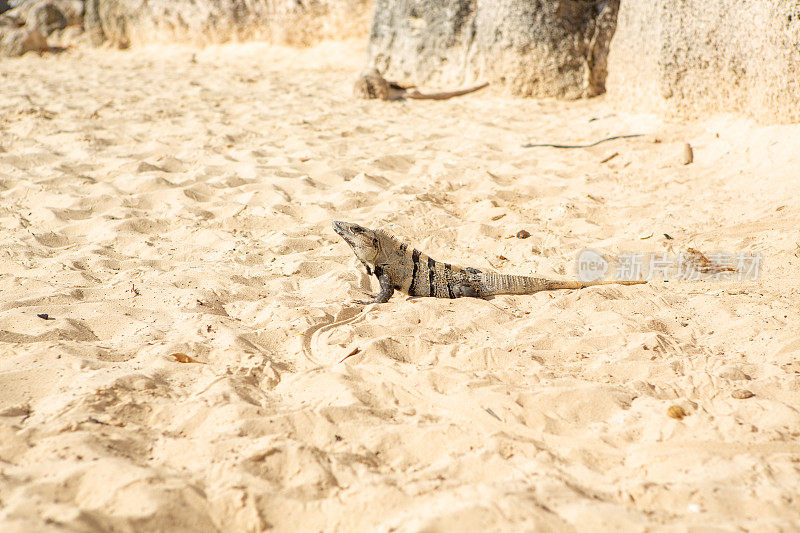 墨西哥海滩上的鬣蜥