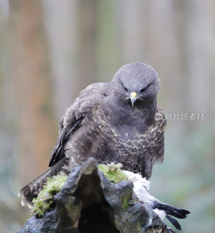 普通秃鹰(布特奥布特奥)和猎物