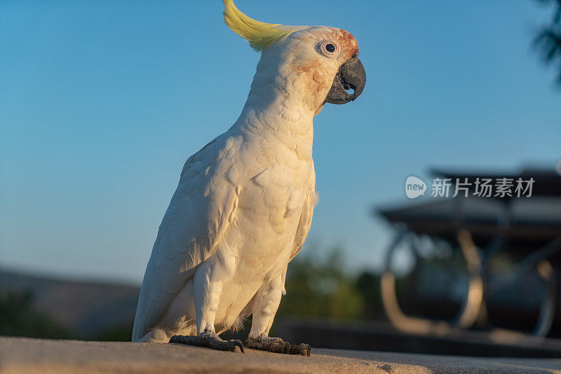 黄昏时分，澳大利亚汉密尔顿岛的一只长着白色羽毛和羽冠的凤头鹦鹉