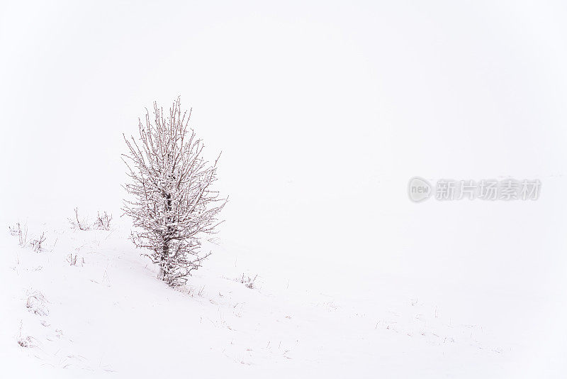 树在冬天，下雪