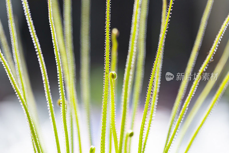 美丽的茅膏菜植物与微小的水滴，美丽的自然背景