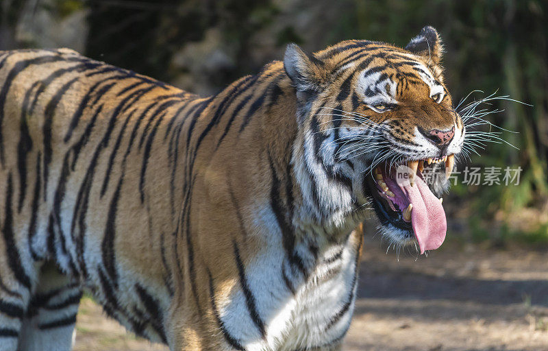 一个非常愤怒的西伯利亚虎显示尖牙和舌头的森林背景的特写