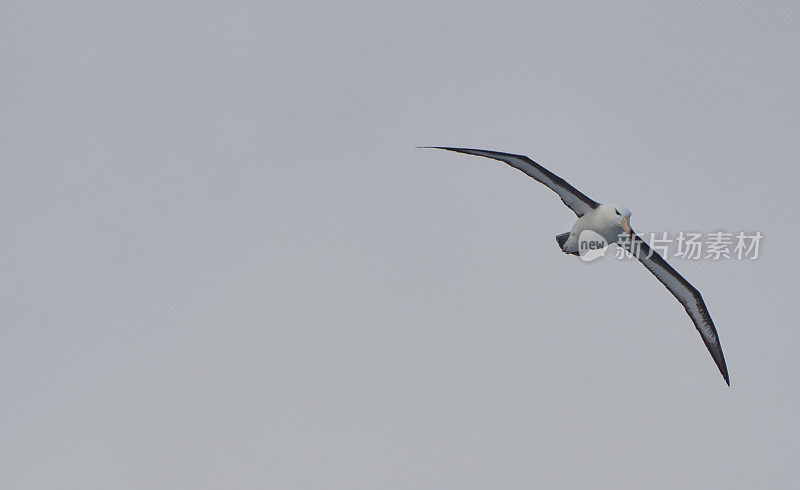 野生漫游信天翁在壮观的南极半岛在南大洋