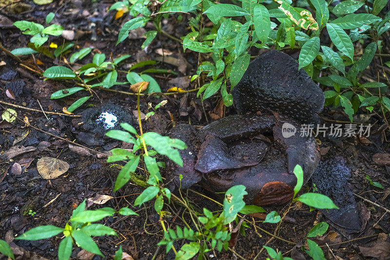 从马来西亚婆罗洲俯瞰世界上最大的花——莱佛士花