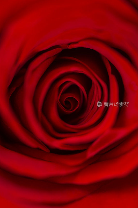 鲜亮的深红色或红玫瑰特写。玫瑰头微距照片背景。