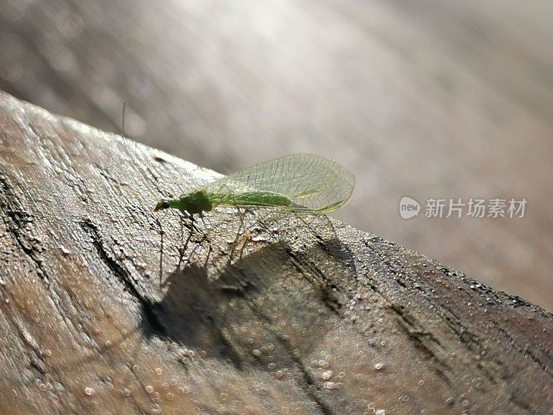 这是一幅大自然的美景，展示了一株栖息在一块木头上的翠绿草草