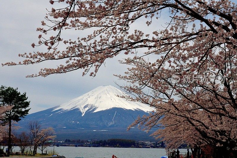 富士山和川口湖的樱花