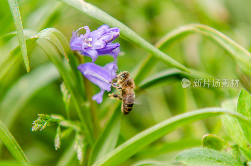 风信子上的蜜蜂