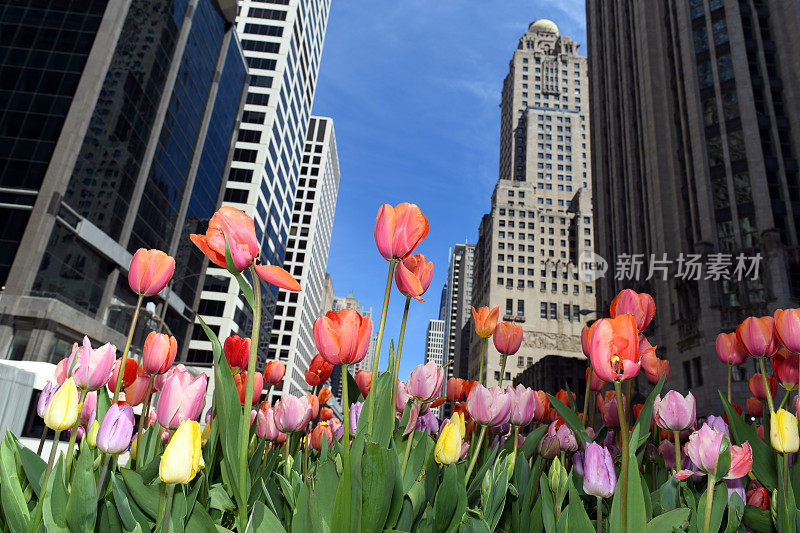 芝加哥市中心的春天