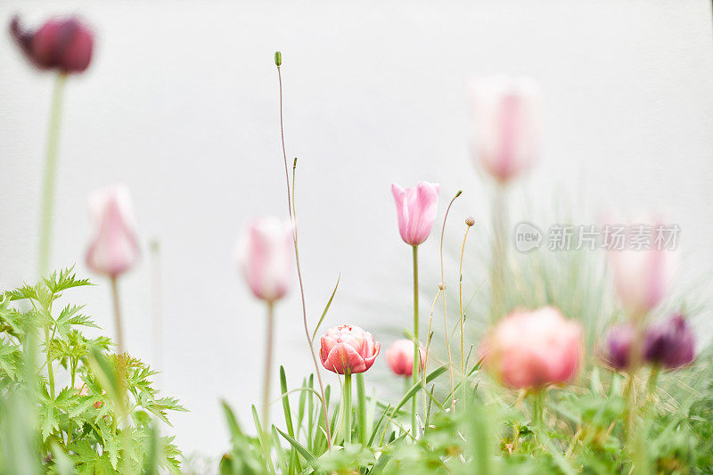 现代城市花园的各种照片，详细的花和花园家具的图片