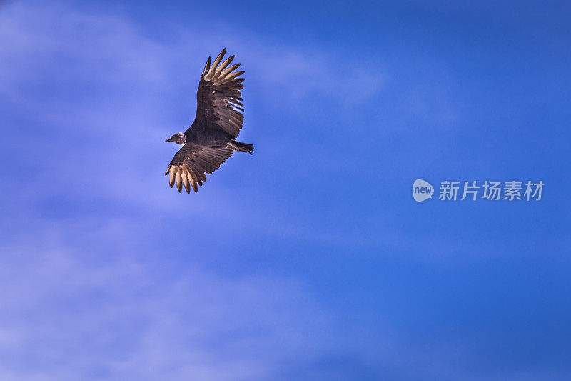 欧亚黑秃鹫展翅翱翔于高空