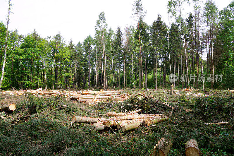 森林中堆积的原木