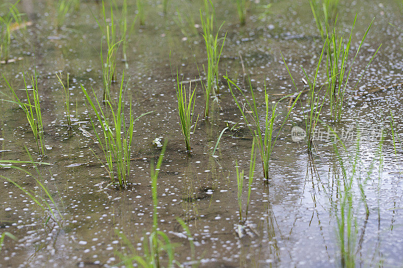 巴厘岛水里的绿色水稻植株特写