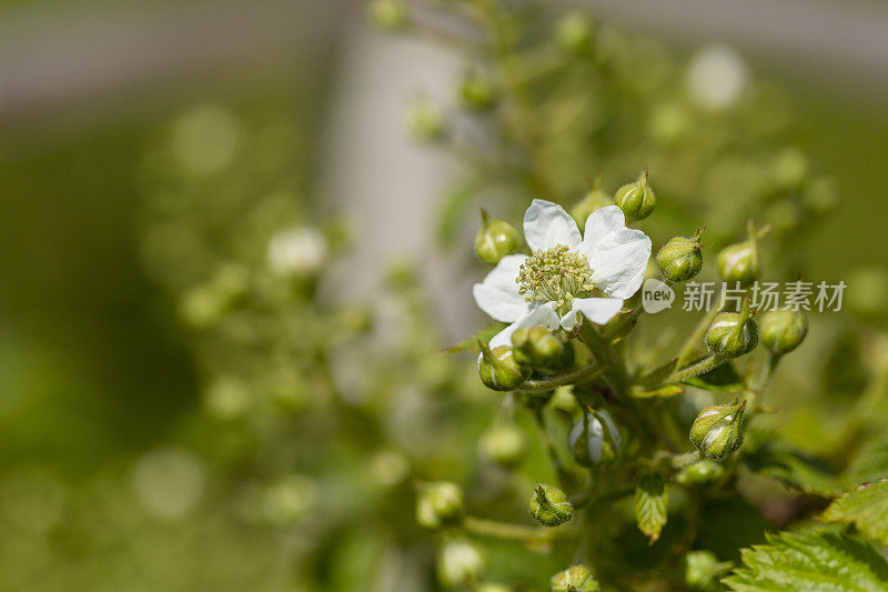 黑莓花悬钩子