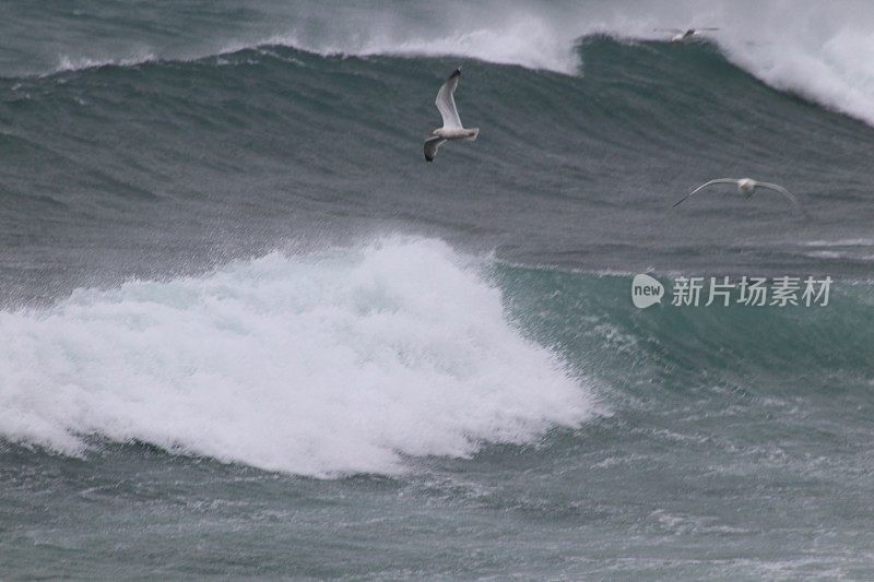 海鸥和海浪