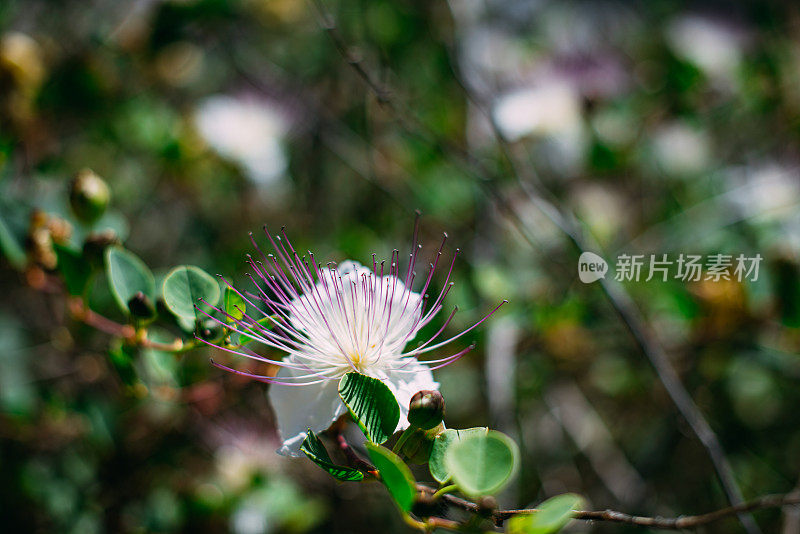 刺山柑植物与花