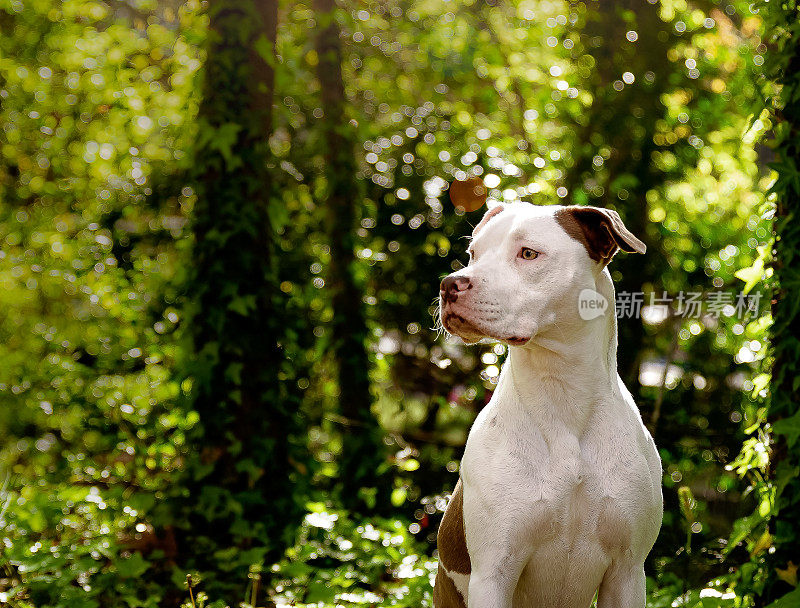 特写的狗比特斗牛梗在树林里摆姿势拍照
