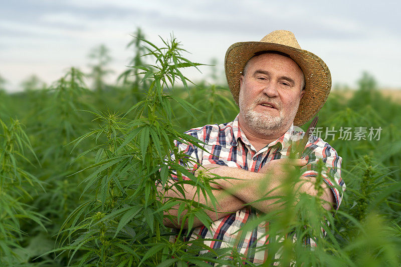 男子采集医用大麻