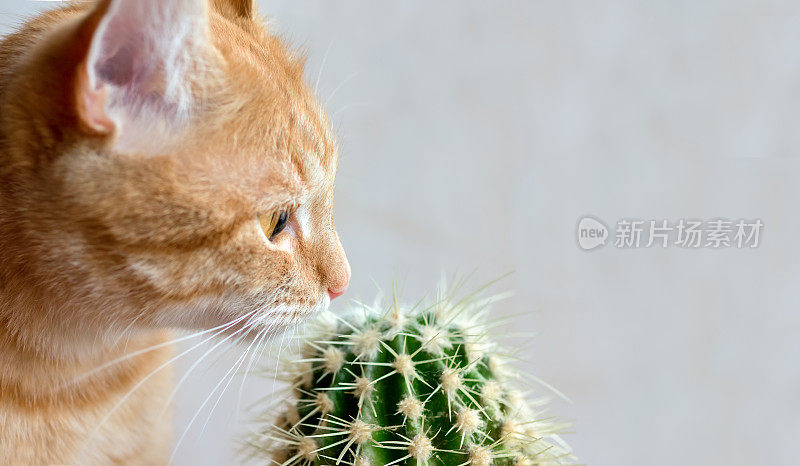 家猫嗅着花盆里的仙人掌。宠物的好奇心概念。