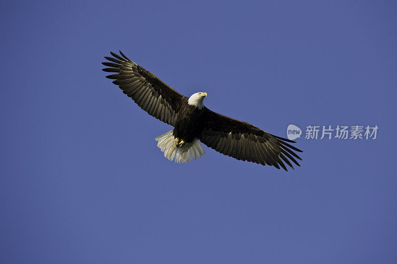 白头Haliaeetus白头Haliaeetus，一只飞翔的秃鹰，卡特迈国家公园，阿拉斯加。成年秃鹰在飞翔。