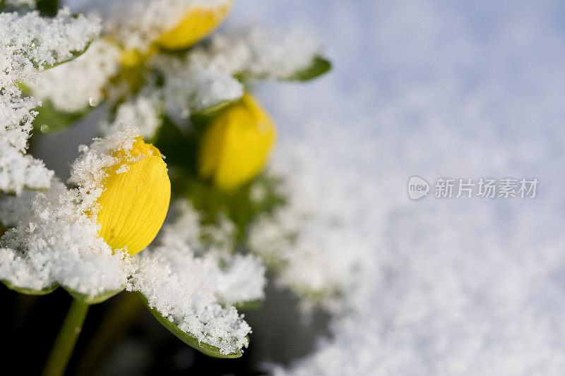 冬附子在花在花园里的雪