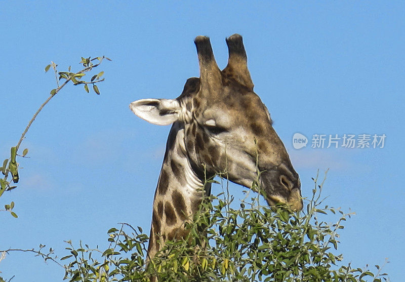 长颈鹿