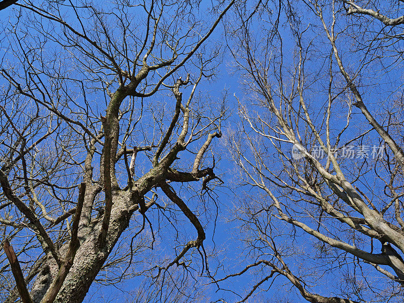 低角度的观点，在晴朗的冬天的蓝天下高大笔直的树干