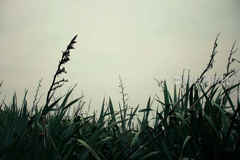 柔软的梦幻Harakeke(新西兰亚麻)自然背景