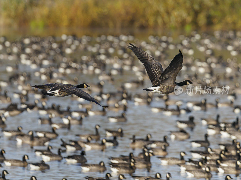 两只加拿大野鹅飞过俄勒冈池塘中的数百只