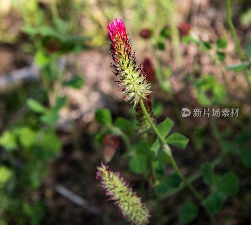 有趣的野花与红色的顶部