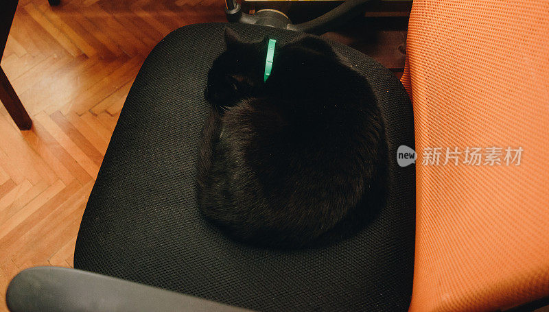 小猫睡在椅子上的照片
