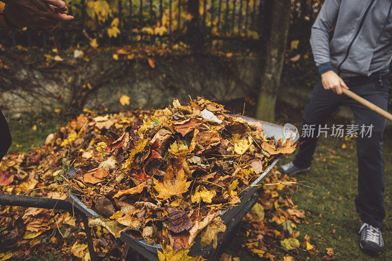 一堆金黄酥脆的秋叶放在手推车上