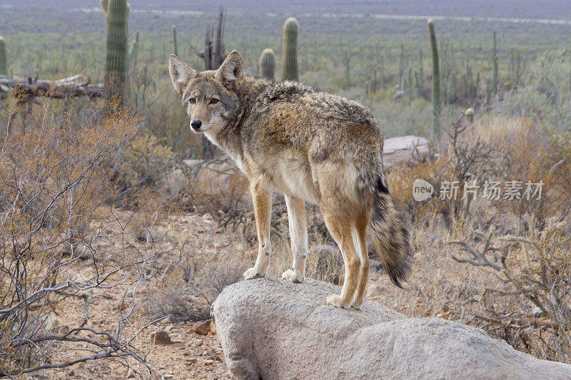 亚利桑那州南部萨瓜罗国家公园附近的郊狼