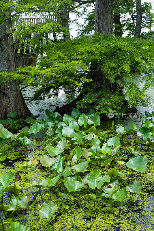 湿地植物有柏树和百合