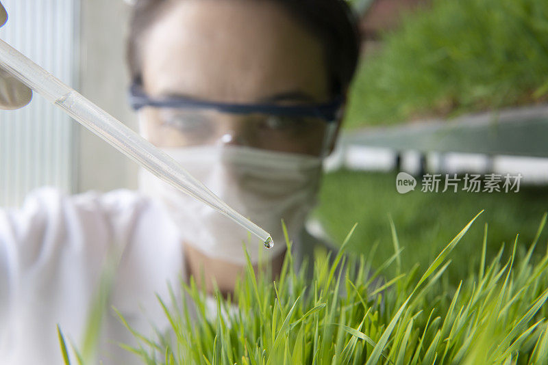 植物学家和麦草